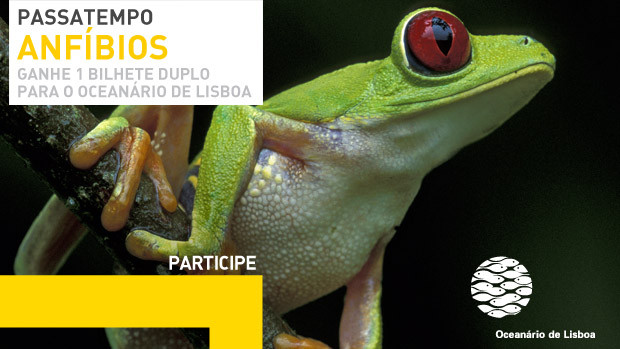 Passatempo 'Anfíbios'