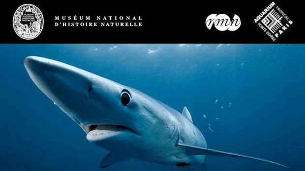 Gagnez des invitations pour l'exposition "Dans le sillage des requins" !