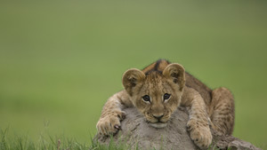 Big Cat Week NAT GEO WILD