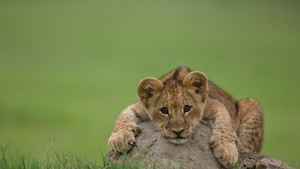 En février sur Nat Geo Wild Projet Big Cat