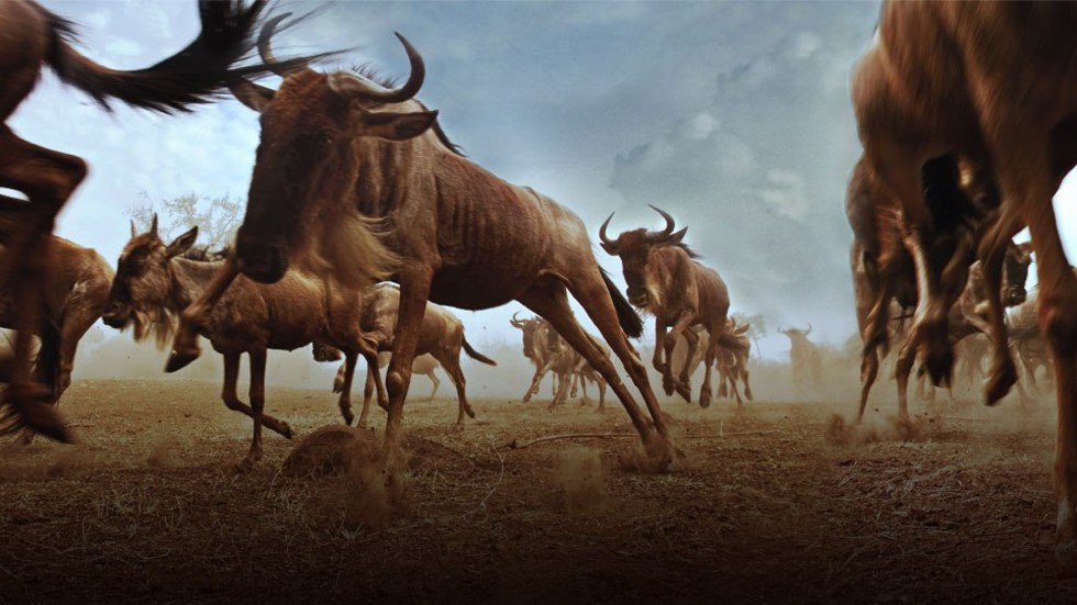 Great Migrations
