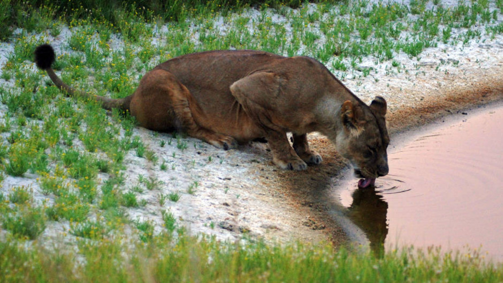 Big Cats On The Edge