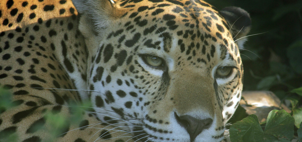 Big Cat Week