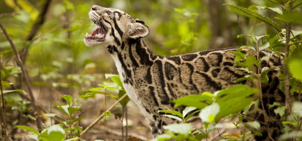 Projet Big Cat