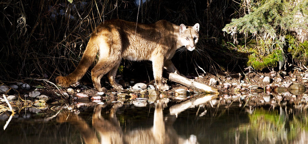 Big Cat Week