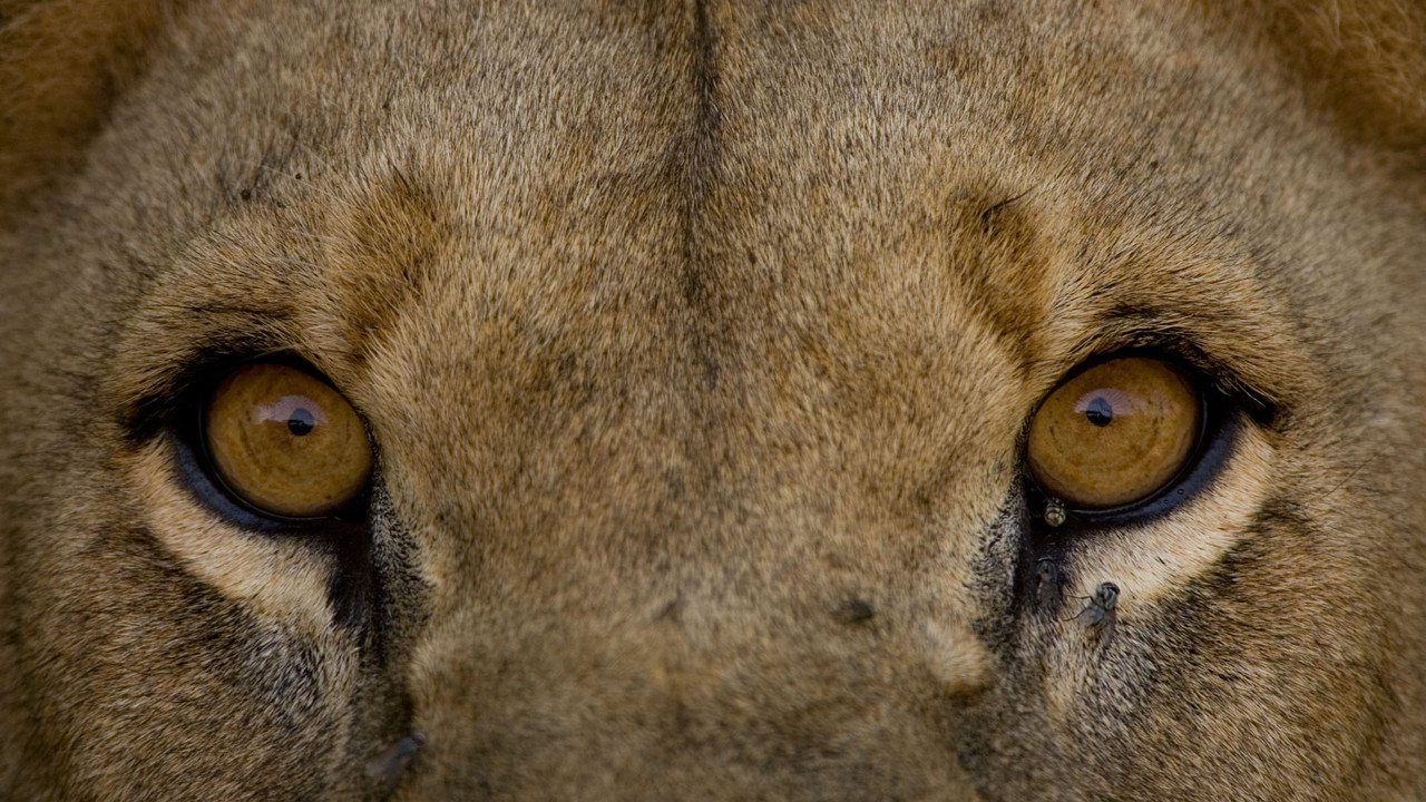 http://media.natgeotv.com/Footer2/94.Background.jpg