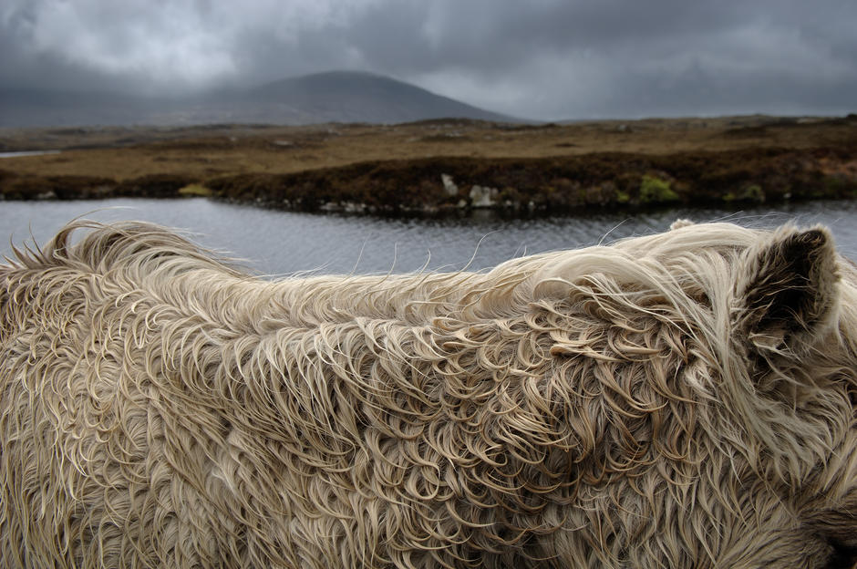 Close up of the coat of a Shetland Pony on South Ulst Island, Scotland. UK. [Photo of the day - 7 DECEMBER 2011]
