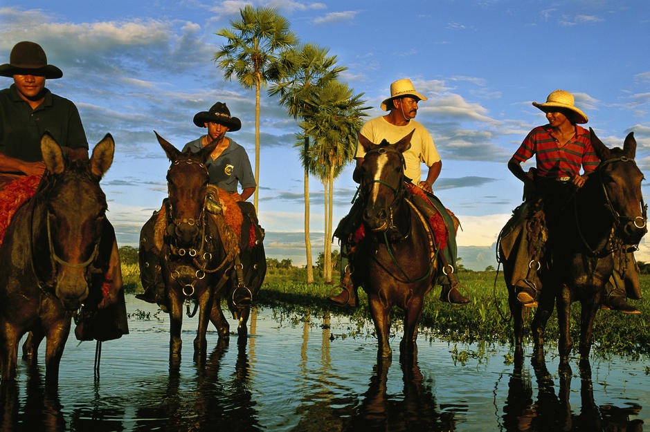 Cowhands on mule and horseback during Pantanal's flood season. [Photo of the day - 15 DECEMBER 2011]