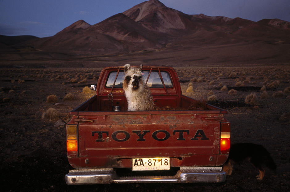 With a high desert backdrop, a llama sits in the back of a red pickup truck, Atacama Desert. [Photo of the day - FEBRUARY 1, 2011]