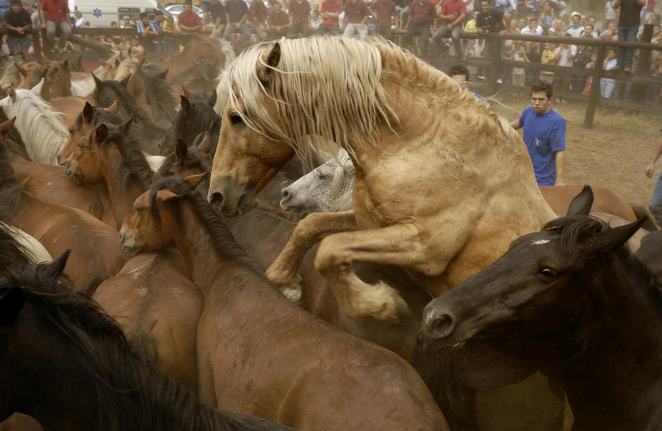 Corralled wild horses at La Rapa das Bestas festival in Vimianzo, Galicia. [Photo of the day - FEBRUARY 2, 2011]