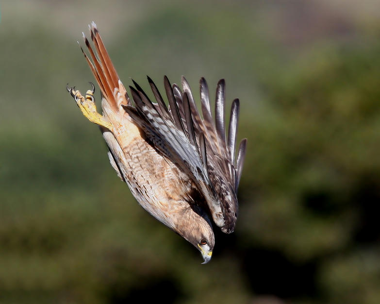 A red tailed hawk dives for prey in Half Moon Bay, California. [Photo of the day - FEBRUARY 11, 2011]