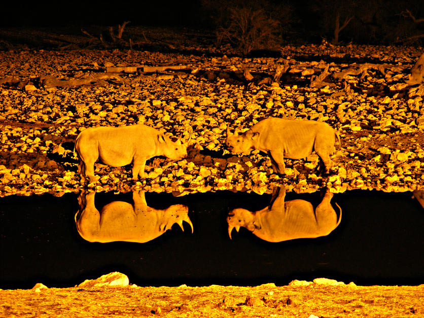 Two Rhinoceros confronting each other are reflected by the water in Malvern, Victoria. [Photo of the day - FEBRUARY 16, 2011]