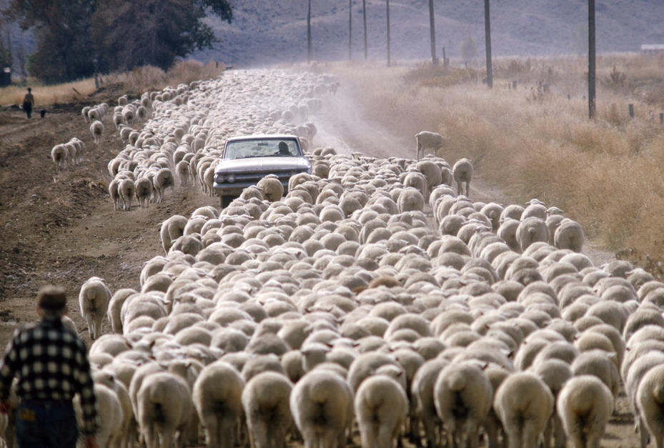 Hundreds of sheep stall a motorist on a dusty dirt road in Wyoming. [Photo of the day - FEBRUARY 17, 2011]