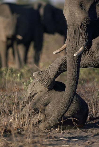 A mother stands by her three-month-old elephant killed by drought as the rest of the herd head for... [Photo of the day - FEBRUARY 18, 2011]