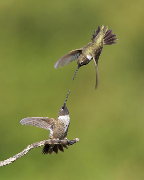 Two male Black-chinned Hummingbirds fight over a favourite perch in Poway, California. [Photo of the day - FEBRUARY 21, 2011]