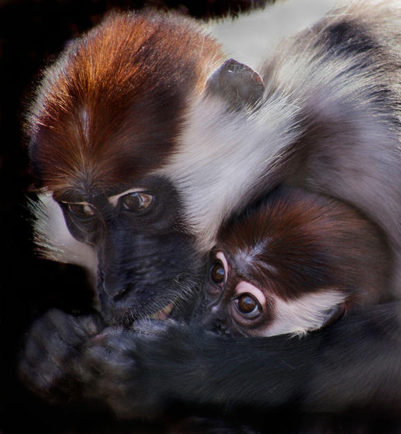 Similarities between animals and humans. [Photo of the day - FEBRUARY 22, 2011]