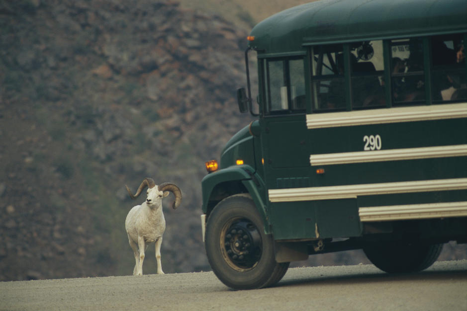 A Dalli's sheep slows a bus down on an Alaskan road. [Photo of the day - FEBRUARY 25, 2011]