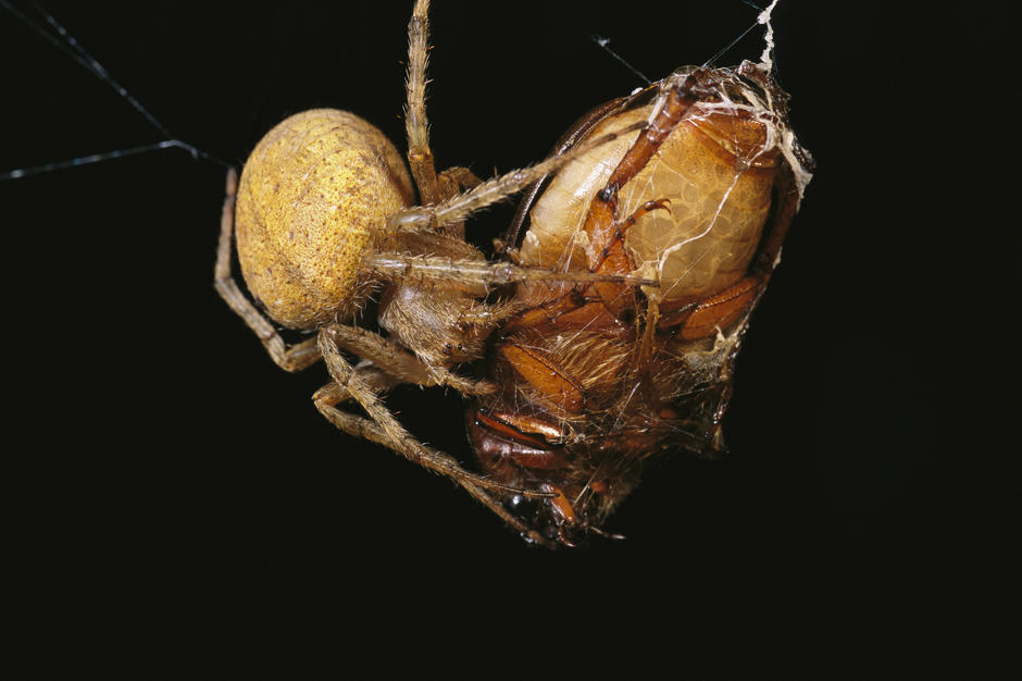 A spider wraps a beetle in strands of silk on Caroline Islands. [Photo of the day - FEBRUARY 26, 2011]