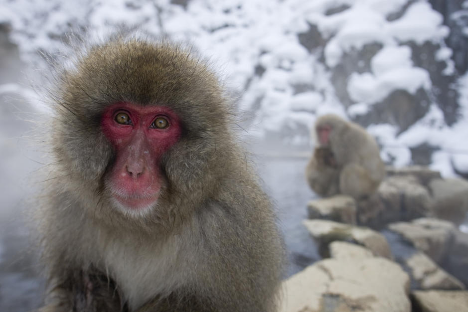 Adult snow monkey in thermal springs, Honsu. [Photo of the day - FEBRUARY 9, 2011]