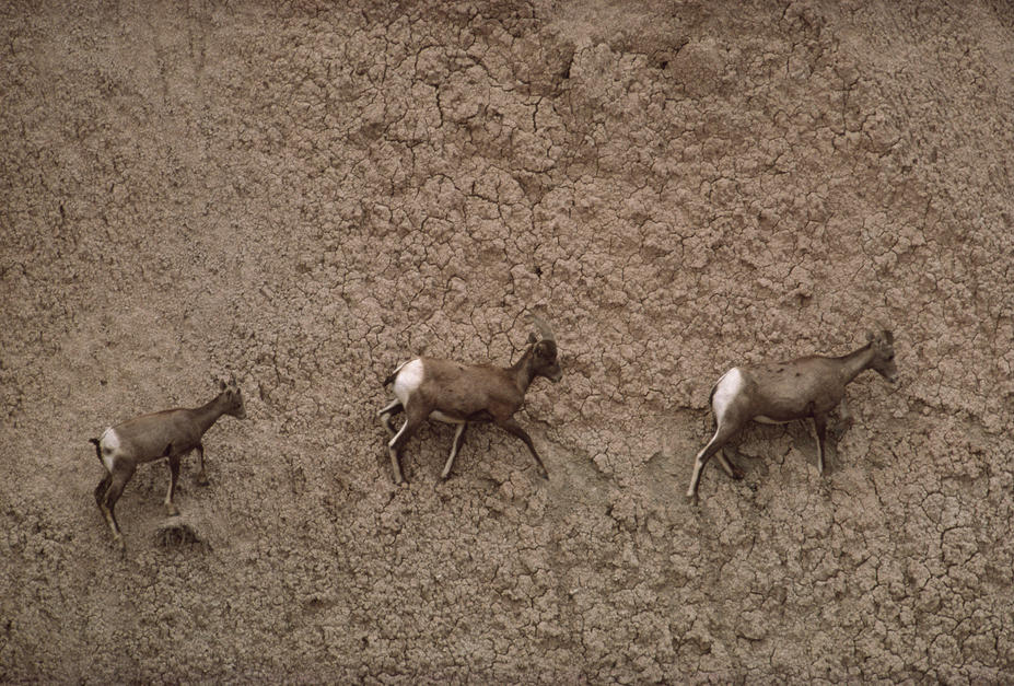Three American bighorn sheep make their way across an impossibly steep slope in Badlands National Pa... [Photo of the day - FEBRUARY 23, 2011]
