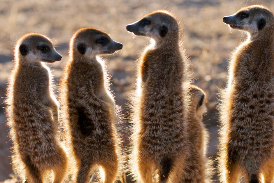 Five meerkats sun at the burrow at sunrise,  Kuruman River Reserve.  This image is from Clan of the... [Photo of the day - 1 FEBRUARI 2012]