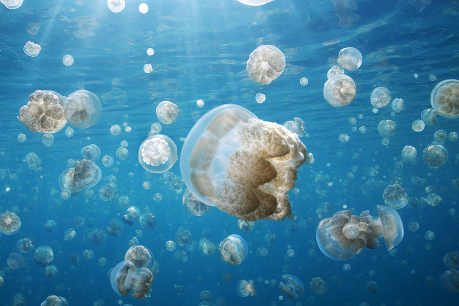 At Jellyfish Lake in Palau five million jellyfish glide across the lakes surface each day in a stun... [Photo of the day - 2 FEBRUARI 2012]