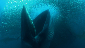 A Brydes whale with it's mouth wide open feeds off sardines in a baitball in Port Edwards, South Afr... [Photo of the day - 6 FEBRUARI 2012]