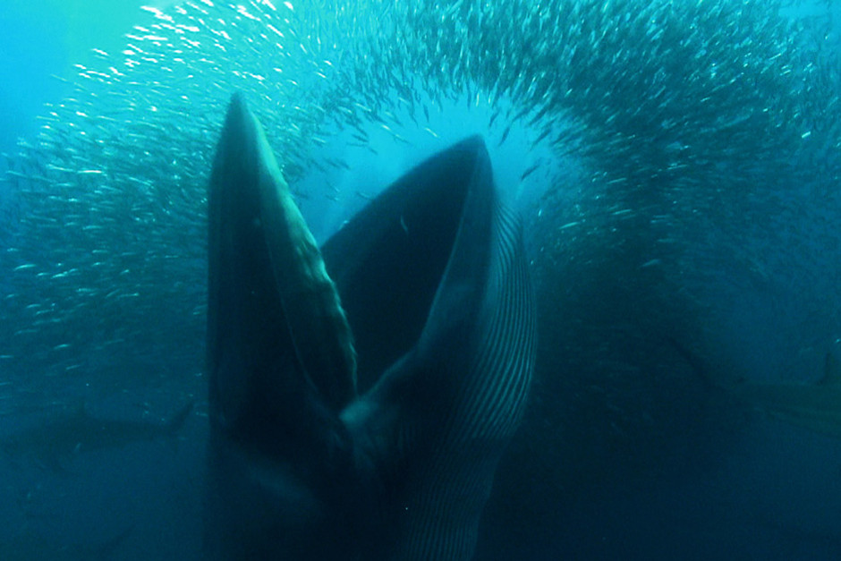 A Brydes whale with it's mouth wide open feeds off sardines in a baitball in Port Edwards, South Afr... [Photo of the day - 6 FEBRUARI 2012]