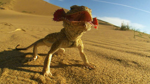When other animals are out hunting, the toad-headed agama usually takes cover but it can also be a f... [Photo of the day - 10 FEBRUARY 2012]