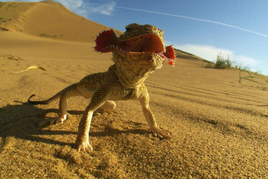 When other animals are out hunting, the toad-headed agama usually takes cover but it can also be a f... [Photo of the day - 10 FEBRUARY 2012]