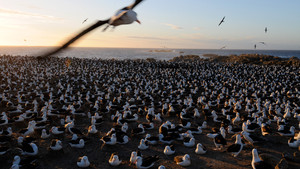 The black-browed albatross soars in on its 8-foot wingspan to mate on land at Falkland Islands. This... [Photo of the day - 11 FEBRUARY 2012]