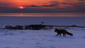 Foxes don't hibernate.  They grow thicker seasonal fur to survive plummeting temperatures on Russia'... [Photo of the day - 12 FEBRUARY 2012]