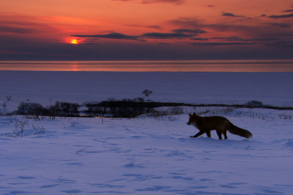 Foxes don't hibernate.  They grow thicker seasonal fur to survive plummeting temperatures on Russia'... [Photo of the day - 12 FEBRUARI 2012]