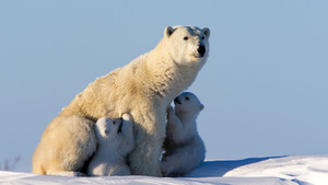 When the Siberian winter ends the first polar bear mothers (with their young) appear from their dens... [Photo of the day - 14 FEBRUARY 2012]