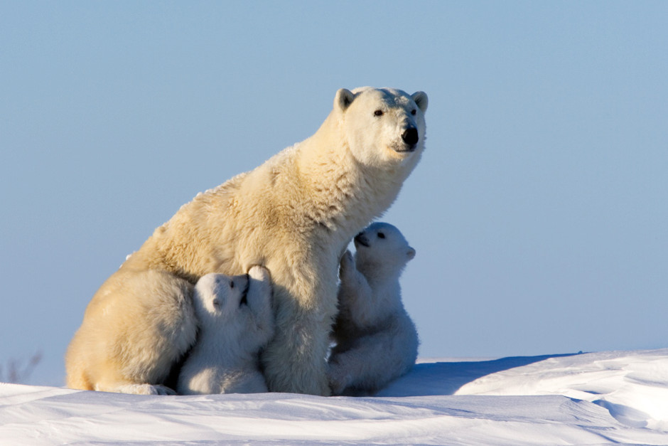 When the Siberian winter ends the first polar bear mothers (with their young) appear from their den... [Photo of the day - 14 FEBRUARI 2012]