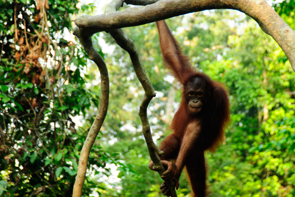 Borneo- Orangutans are the only ape and the largest mammal that live exclusively in trees. This imag... [Photo of the day - 16 FEBRUARY 2012]
