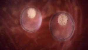 IDENTICAL TWINS CGI