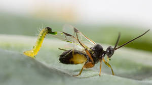 EXTREME ANIMALS - SHARK AND WASP
