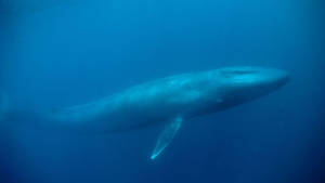 Blue Whale Odyssey photo