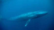 Blue Whale Odyssey photo