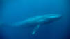 Blue Whale Odyssey