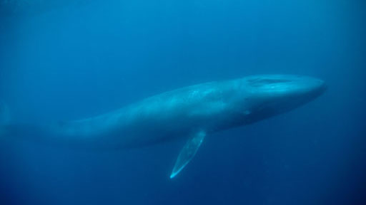 Blue Whale Odyssey