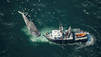 Blue Whale Odyssey