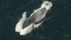 Blue Whale Odyssey