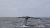 Blue Whale Odyssey