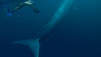 Blue Whale Odyssey