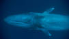 Blue Whale Odyssey