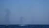 Blue Whale Odyssey