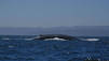 Blue Whale Odyssey