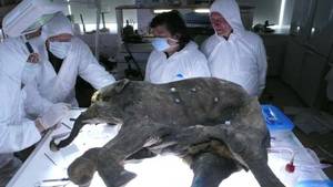 Baby Mammoth Surgery photo